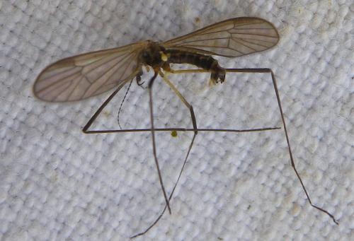 Ormosia sp.